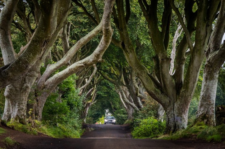23 Dark Hedges.jpg